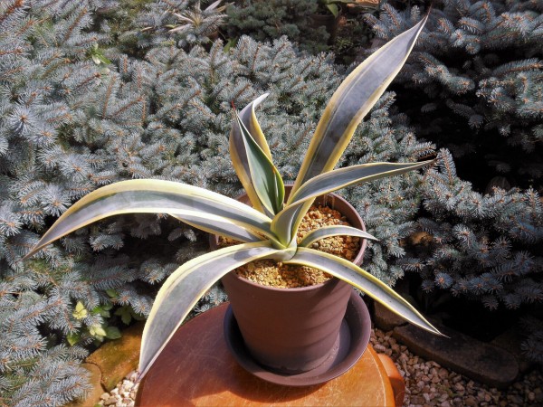アガベ』【ウェベリー アリゾナスター】 : 【BOTANICAL MAJESTY】