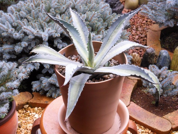 アガベ』【アメリカーナ ssp. プロトアメリカーナ レモンライム