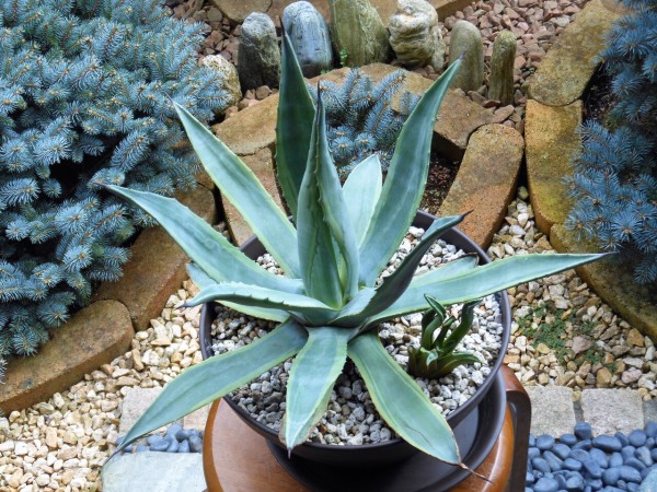 アガベ』【フランゾシニー】 : 【BOTANICAL MAJESTY】