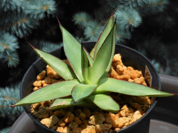 アガベ』【ロマニー】 : 【BOTANICAL MAJESTY】