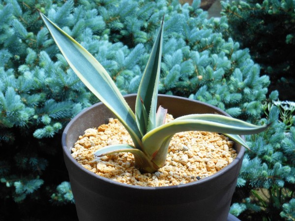 アガベ』【ウェベリー アリゾナスター】 : 【BOTANICAL MAJESTY】