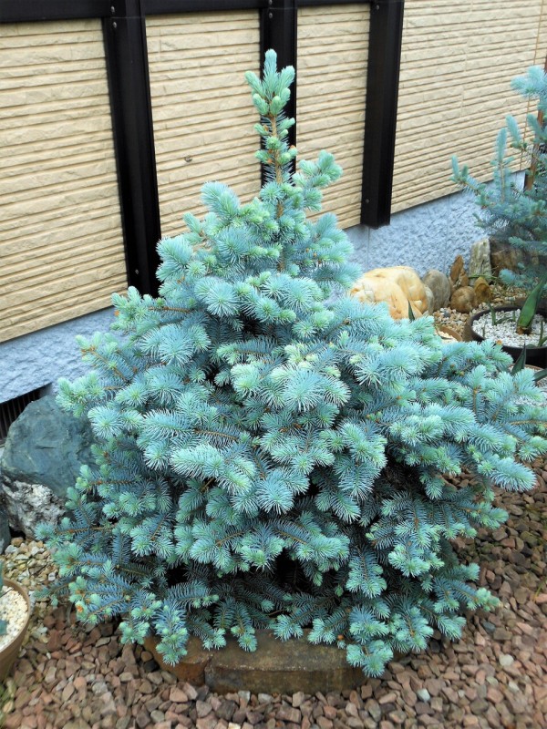 Picea Pungens ホト クリスマスツリー　プンゲンストウヒ　hoto Picea Pungens ホト クリスマスツリー プンゲンストウヒ hoto picea