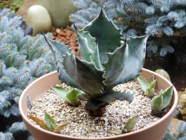 アガベ』【コロラータ hybrid レオ】 : 【BOTANICAL MAJESTY】