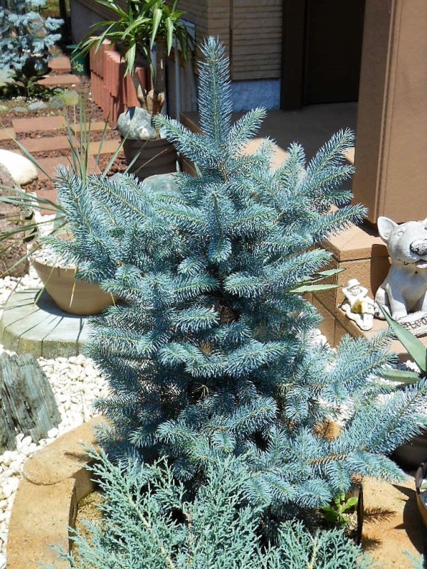 プンゲンストウヒ』【ファットアルバート】 : 【BOTANICAL MAJESTY】