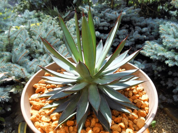 アガベ』【バーント バーガンディ from 台湾】［仮称］【仮説：青蓮