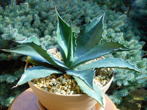 大型　グリーンゴブレット　アガベ 2025年最新】アガベ グリーンゴブレットの人気アイテム - メルカリ