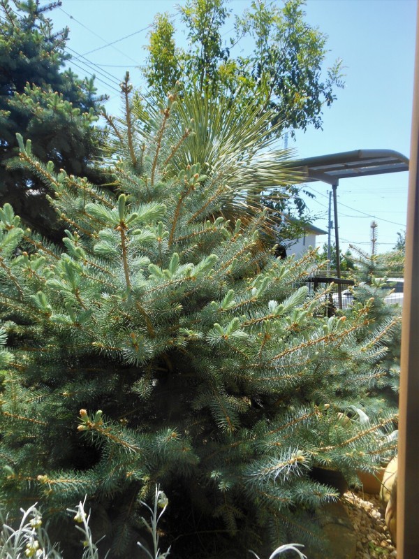 プンゲンストウヒ』【エディス】 : 【BOTANICAL MAJESTY】