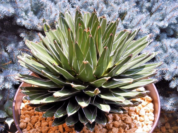 多肉植物 濃ペンキ 短葉 アガベ 笹の雪 ビクトリアレジーナ 6 アガベ