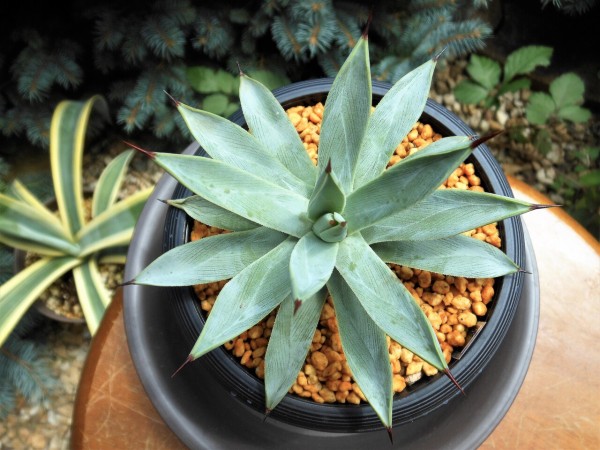 アガベ』【冥王】 : 【BOTANICAL MAJESTY】