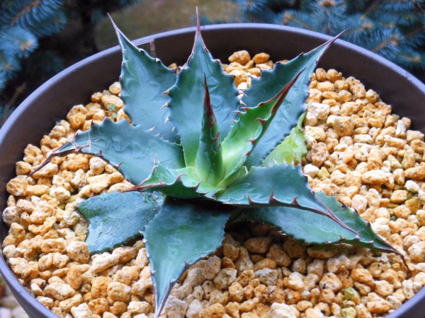 アガベ モンタナ 鉢ごと発送 植物の梱包方法（仕方）と発送方法は