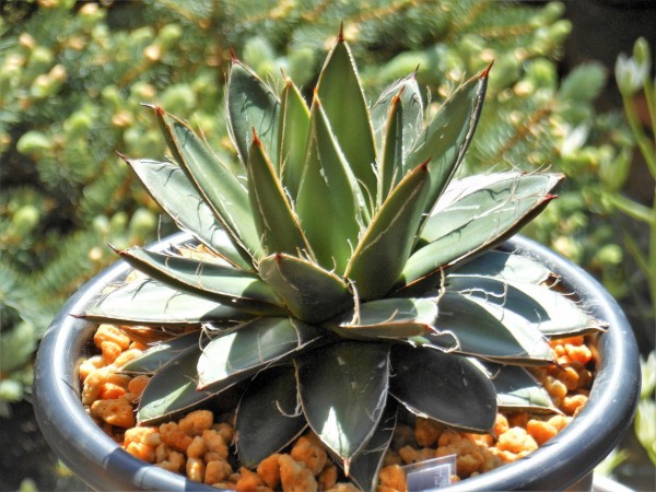 あ*に様 F623 特選 アガベ ピンキー 王妃笹の雪A型 白覆輪