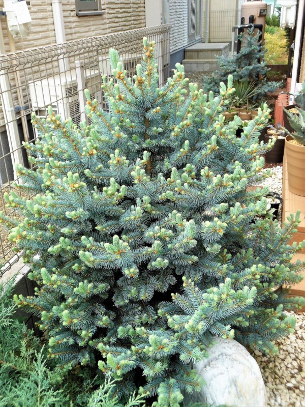 プンゲンストウヒ』【ファットアルバート】 : 【BOTANICAL MAJESTY】