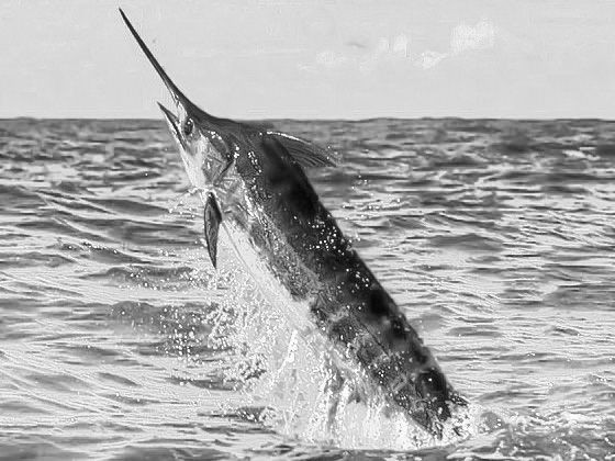 カジキマグロ スピニングマーリン（カジキ）へ：想像を絶した2時間半 : つるつる宮古島