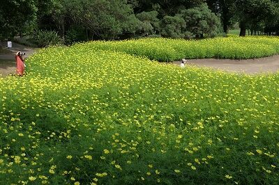 9 23 秋を探しに 木曽三川公園 コスモス グッチの旅写真