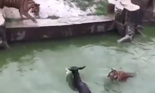 動画 中国の動物園が生きたロバをトラの群れに投げ入れるショー 世界中から非難殺到 銃とバッジは置いていけ