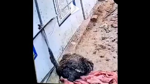 首が挟まってしまったダチョウ 自ら頭を引きちぎる 衝撃動画が流出 銃とバッジは置いていけ 首が挟まってしまったダチョウ 自ら頭を引きちぎる 衝撃動画が流出 銃とバッジは置いていけ