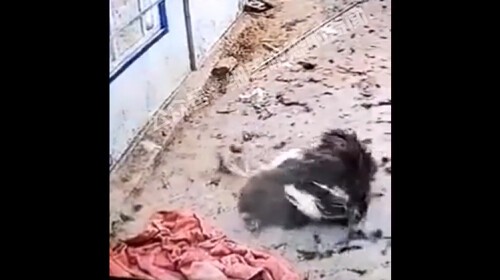 首が挟まってしまったダチョウ 自ら頭を引きちぎる 衝撃動画が流出 銃とバッジは置いていけ 首が挟まってしまったダチョウ 自ら頭を引きちぎる 衝撃動画が流出 銃とバッジは置いていけ