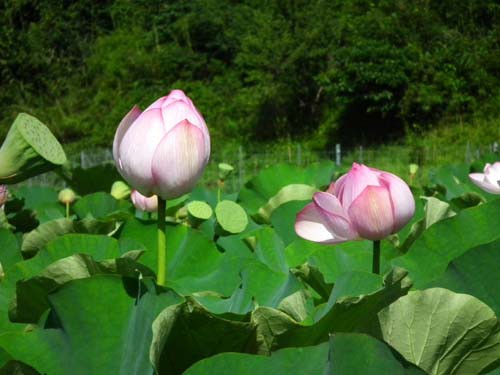 仏の花と雨中の花火 ぐんさん 物見遊山記