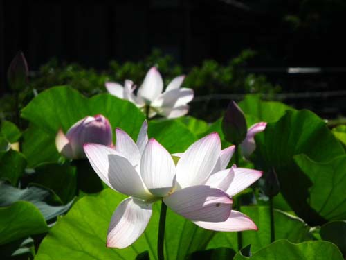 仏の花と雨中の花火 ぐんさん 物見遊山記