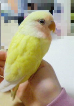 衝動買い ダメ 絶対 愚の惚鳥 主にコザクラインコ
