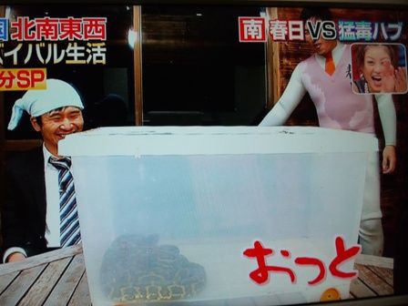 いきなり黄金伝説サバイバル大賞10 見すぎて考えがぐるぐるぐる