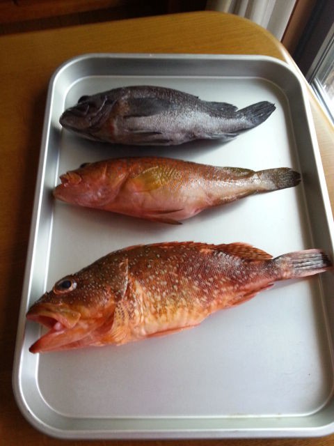 ソイという魚 わたし色