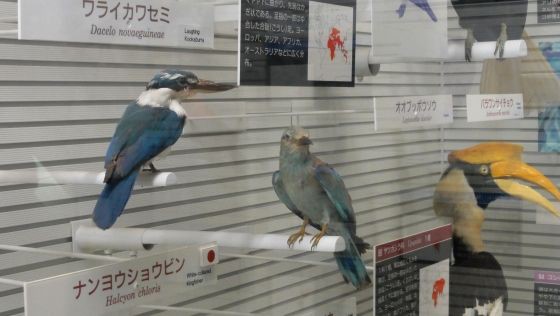 鳥の博物館 3F ～ 世界の鳥の実物剥製 ～ : Gute reise