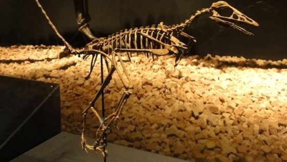 恐竜博2011 ～ アーケオプテリクス（始祖鳥） ～ : Gute reise