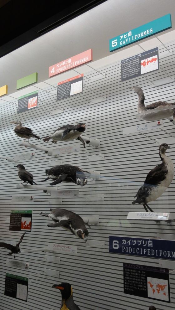 鳥の博物館 3F ～ 世界の鳥の実物剥製 ～ : Gute reise