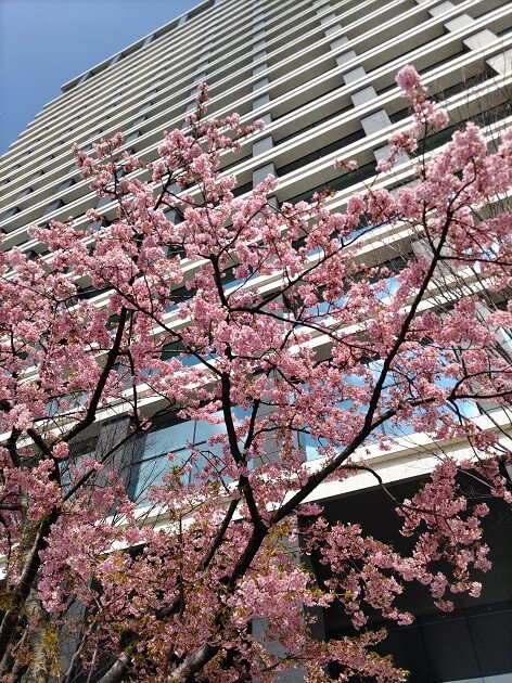 河津桜 うららかな日が来ることを願って Gute Reise