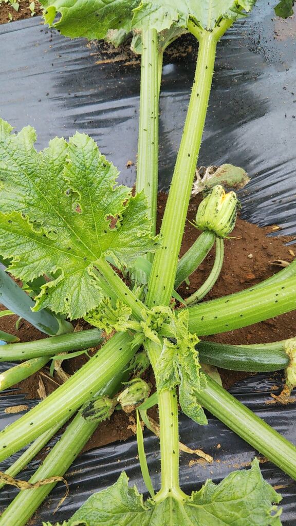 バジルの定植とひまわりスプラウト Guuのひとりダッシュ村ごっこ