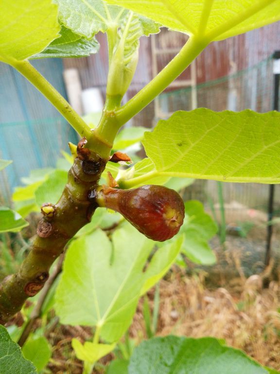 イチジクの新品種 またまた秘密をちょっと公開 Guuのひとりダッシュ村ごっこ