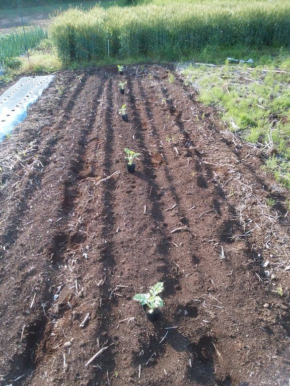 スイカとキクイモとタイガーナッツの定植するんだってさ Guuのひとりダッシュ村ごっこ