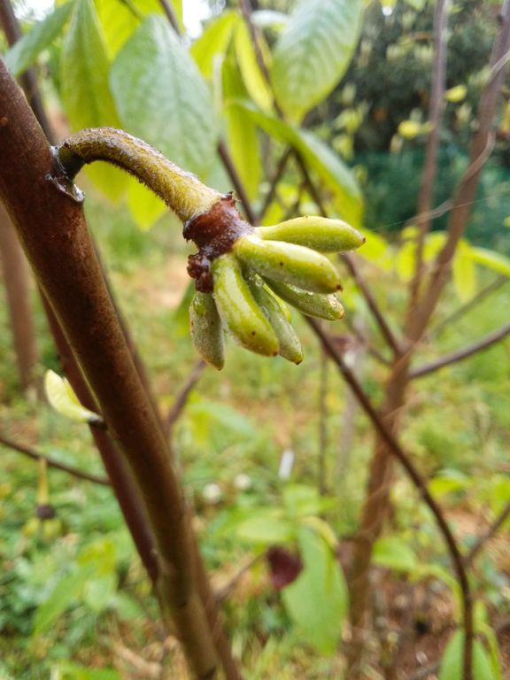 イチジクの新品種 またまた秘密をちょっと公開 Guuのひとりダッシュ村ごっこ