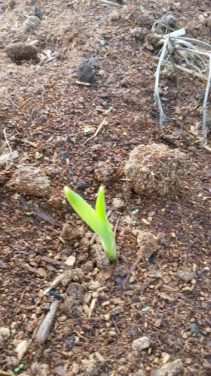 実生ポポーの初実食 カキ収穫開始まで 間にはいろいろある Guuのひとりダッシュ村ごっこ 実生ポポーの初実食 カキ収穫開始まで 間にはいろいろある Guuのひとりダッシュ村ごっこ