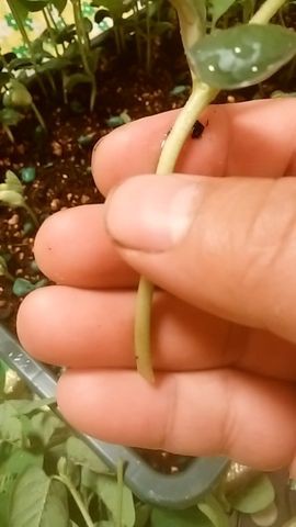 枝豆の緑化断根摘芯挿木法とサツマイモの追加定植 そんでスイカの人工授粉 あとイロイロ Guuのひとりダッシュ村ごっこ