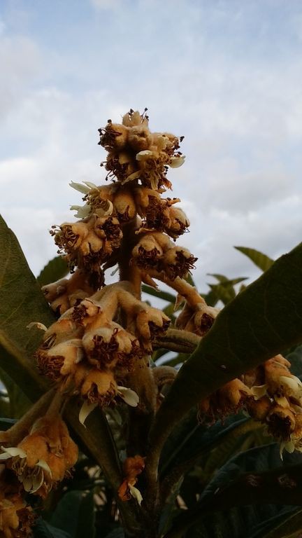 ビワの摘房 タマリロの挿木 イチジクの悲劇 Guuのひとりダッシュ村ごっこ