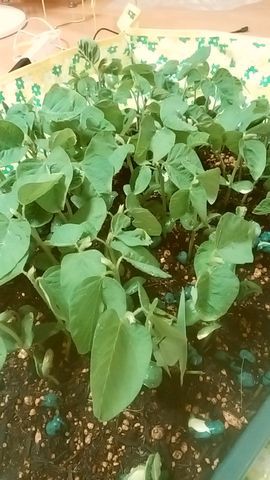 枝豆の緑化断根摘芯挿木法とサツマイモの追加定植 そんでスイカの人工授粉 あとイロイロ Guuのひとりダッシュ村ごっこ