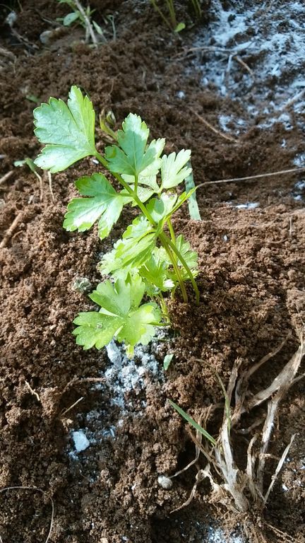 イタリアンパセリの定植と発根率100 のイチジク挿木 Guuのひとりダッシュ村ごっこ