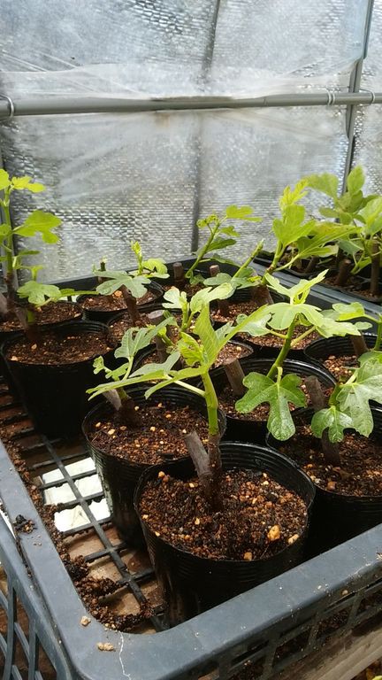 イタリアンパセリの定植と発根率100 のイチジク挿木 Guuのひとりダッシュ村ごっこ