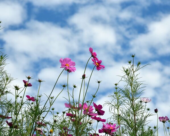 神戸市総合運動公園 コスモス Guzziモトラッド