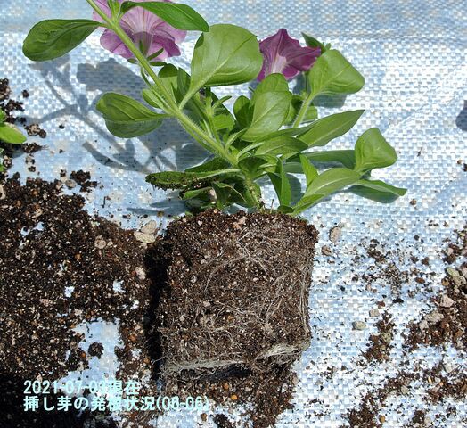 サフィニア ペチュニア の挿し芽 植え替え Guzziモトラッド