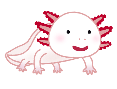 ワイのウーパールーパー 飼って2週間で毛がふっさふさになる 逆に