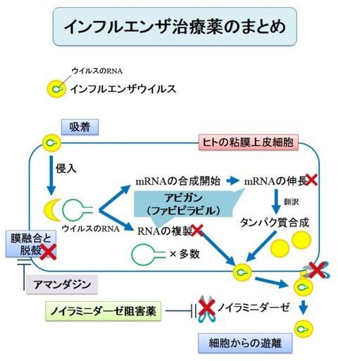 新型コロナウイルス特効薬 アビガン 富士フィルム富山科学開発