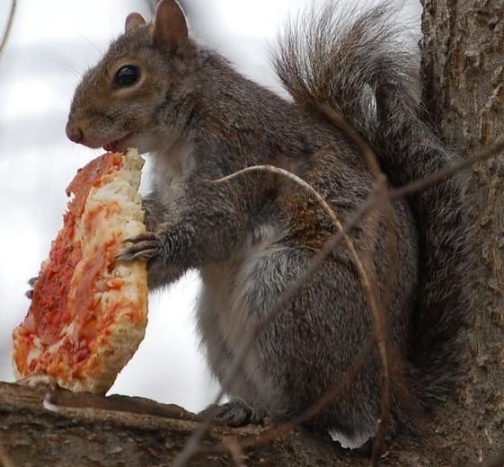 リスの好きな本当の食べ物は 行徳整体院のちょっぴり気になるブログ