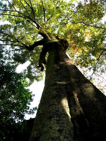 荘子 無用の用 の 真の意味を知れ あの雲の峰の向こうにあるもの