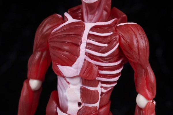 figma 人体模型 今天來開箱figma 人體模型！實體看超像肉乾🤣 覺得可以買來對照