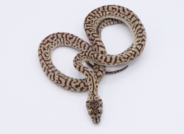 怒涛のカーペットパイソン新入荷！！ : 爬虫類倶楽部 J ジョイフル