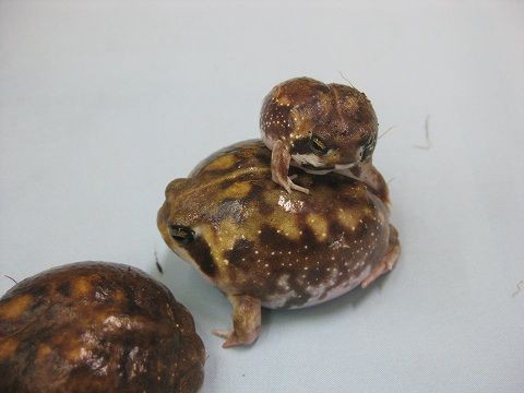セール品 アメフクラガエル メス 大きめの個体 少数のみ お買い求めしやすい価格 Pegasusarabians Com