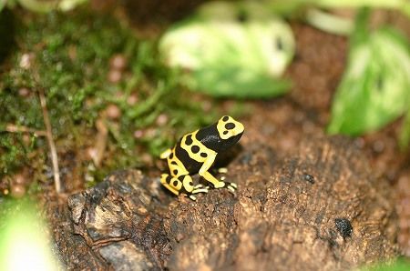 ヤドクガエルを飼ってみよう 爬虫類倶楽部ファームブログ ヤドクガエルを飼ってみよう 爬虫類倶楽部ファームブログ